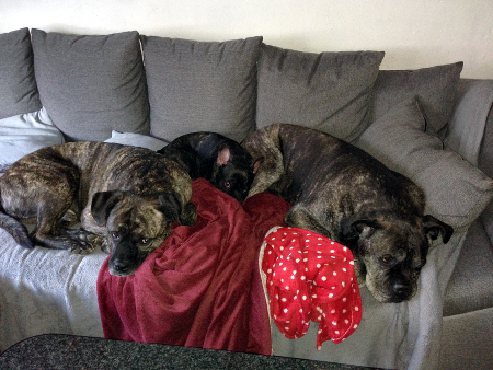 Simba, Tilda, Vega Couch